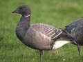 Dark-bellied Brent Goose